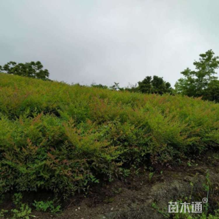 高度40厘米南天竹小苗