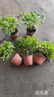 高度30厘米火焰南天竹