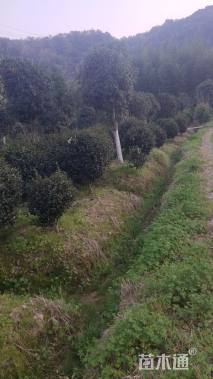 高度230厘米茶梅