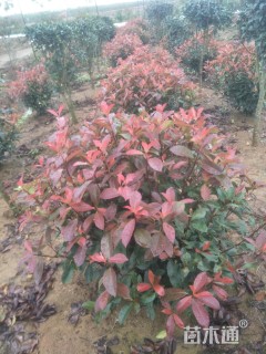 冠幅100厘米红叶石楠球