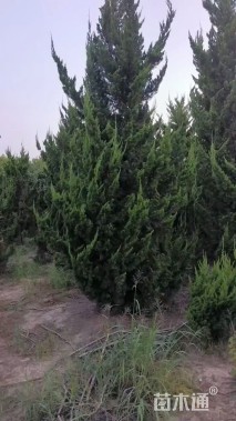 高度400厘米龙柏