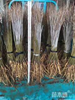 高度80厘米紫穗槐