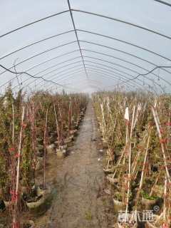 150厘米藤本月季