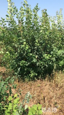 高度250厘米丛生黄栌