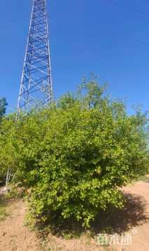 高度350厘米丛生黄栌