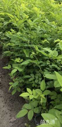 高度70厘米蔷薇