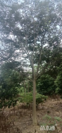 15公分榉树
