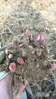 高度50厘米芍药