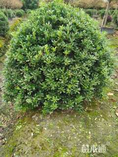 冠幅100厘米海桐球