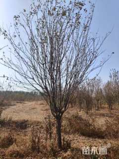 10公分西府海棠