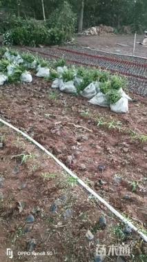 高度25厘米迎春花