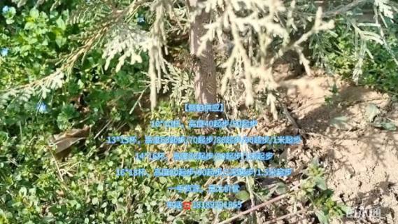 高度50厘米侧柏小苗