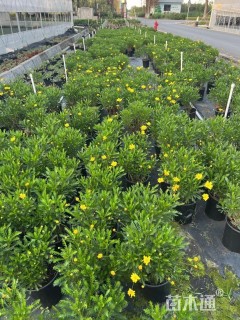 高度20厘米黄金菊