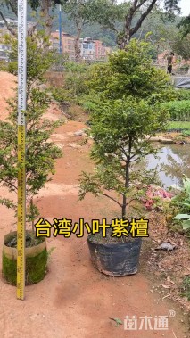 高度90厘米细叶紫檀小苗