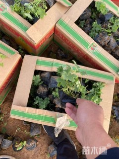 高度5厘米飞燕草