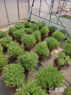 高度30厘米芙蓉菊