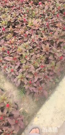 高度18厘米鸡冠花