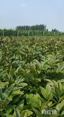 高度70厘米芍药