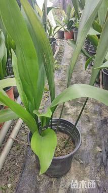 高度30厘米一叶兰