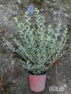 高度40厘米银姬小蜡