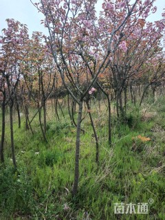原生苗日本晚樱