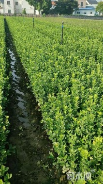 高度40厘米北海道黄杨