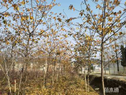 10公分染井吉野樱