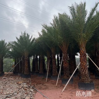 裸干高400厘米中东海枣