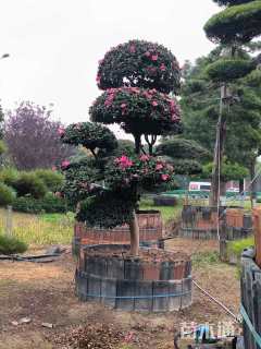 高度200厘米茶梅