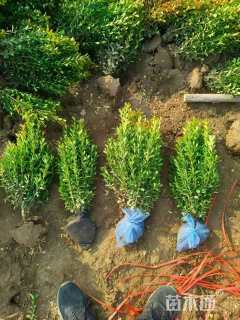 高度40厘米小叶黄杨