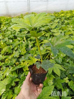 高度25厘米八角金盘