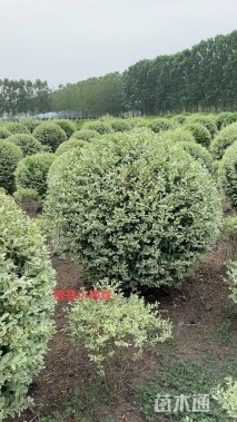 冠幅100厘米银姬小蜡球