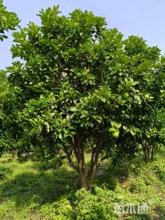 14公分(3杆)丛生香泡