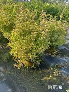 高度40厘米花叶锦带