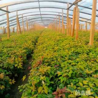 高度30厘米火焰南天竹