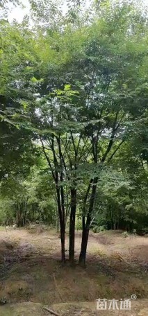 60公分(5杆)丛生榉树