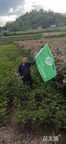 高度250厘米红花紫薇