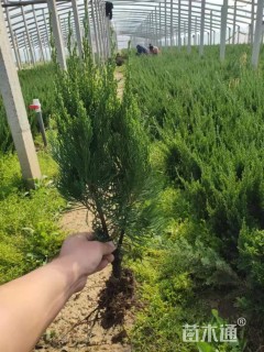 高度50厘米龙柏