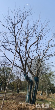 18公分(4杆)丛生乌桕