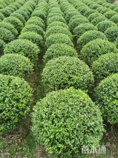 冠幅150厘米小叶女贞球