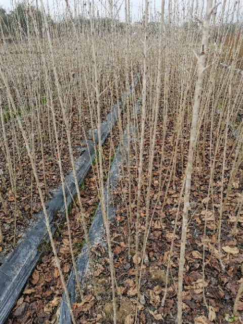 高度100厘米樱桃小苗