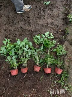 高度25厘米落新妇