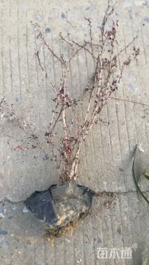 高度46厘米红叶小檗