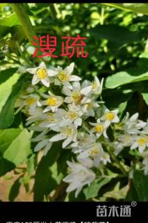 高度150厘米大花溲疏