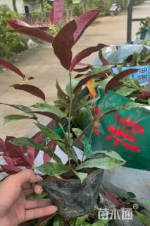 高度20厘米红背桂