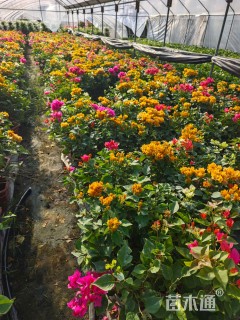 高度30厘米拼种多彩三角梅