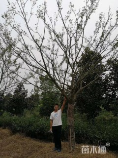 25公分朴树