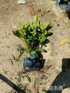 高度25厘米大叶栀子