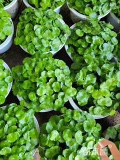 高度15厘米铜钱草