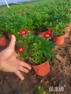 高度15厘米玛格丽特花